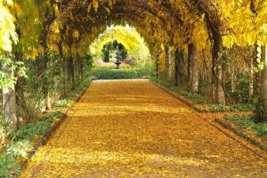Colour me Autumn