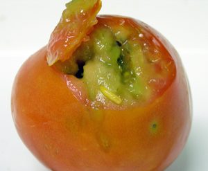 Keep us fruit fly-free