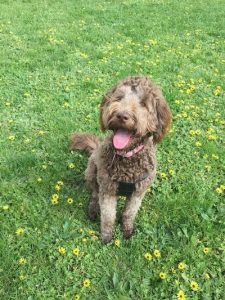 Make it a doggy day out