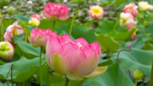 Discover a wonderland of lotus flowers