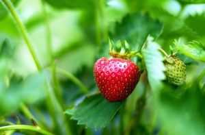 Ripe for the picking