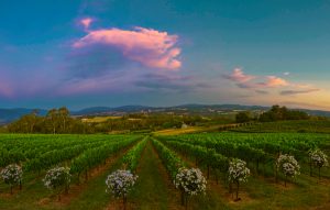 Wine and stunning views
