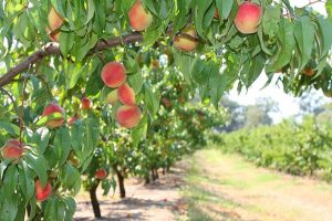 Orchard’s the pick of the bunch