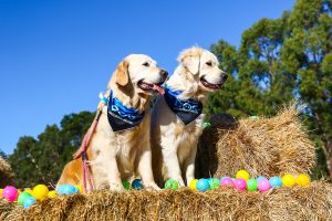 A canine-friendly cross country challenge
