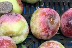 Keep Yarra Valley free of fruit fly