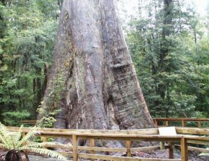 The Mountain Ash named Eucalypt of the year