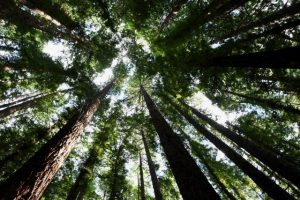 Stunning Redwood Forest a sight to behold