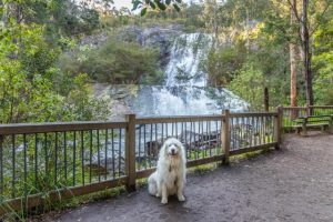 Local wineries and walking trails feature in book on best dog-friendly spots