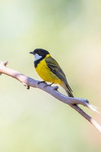 Finding feathered friends