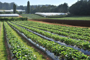 Award-winning selection