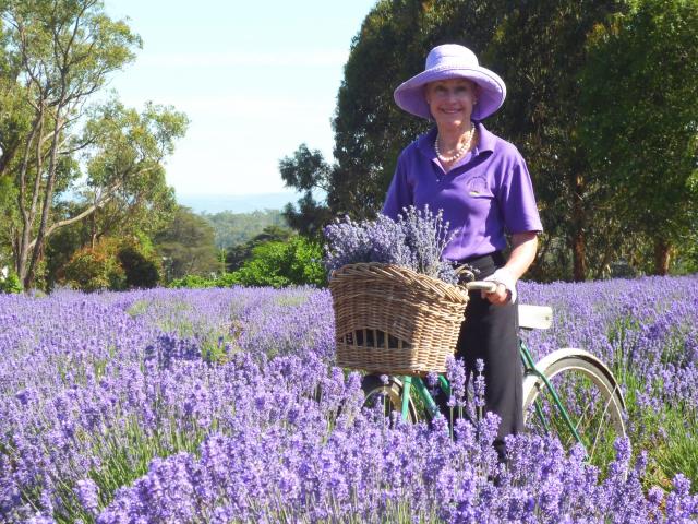 A sense of serenity among the lavender